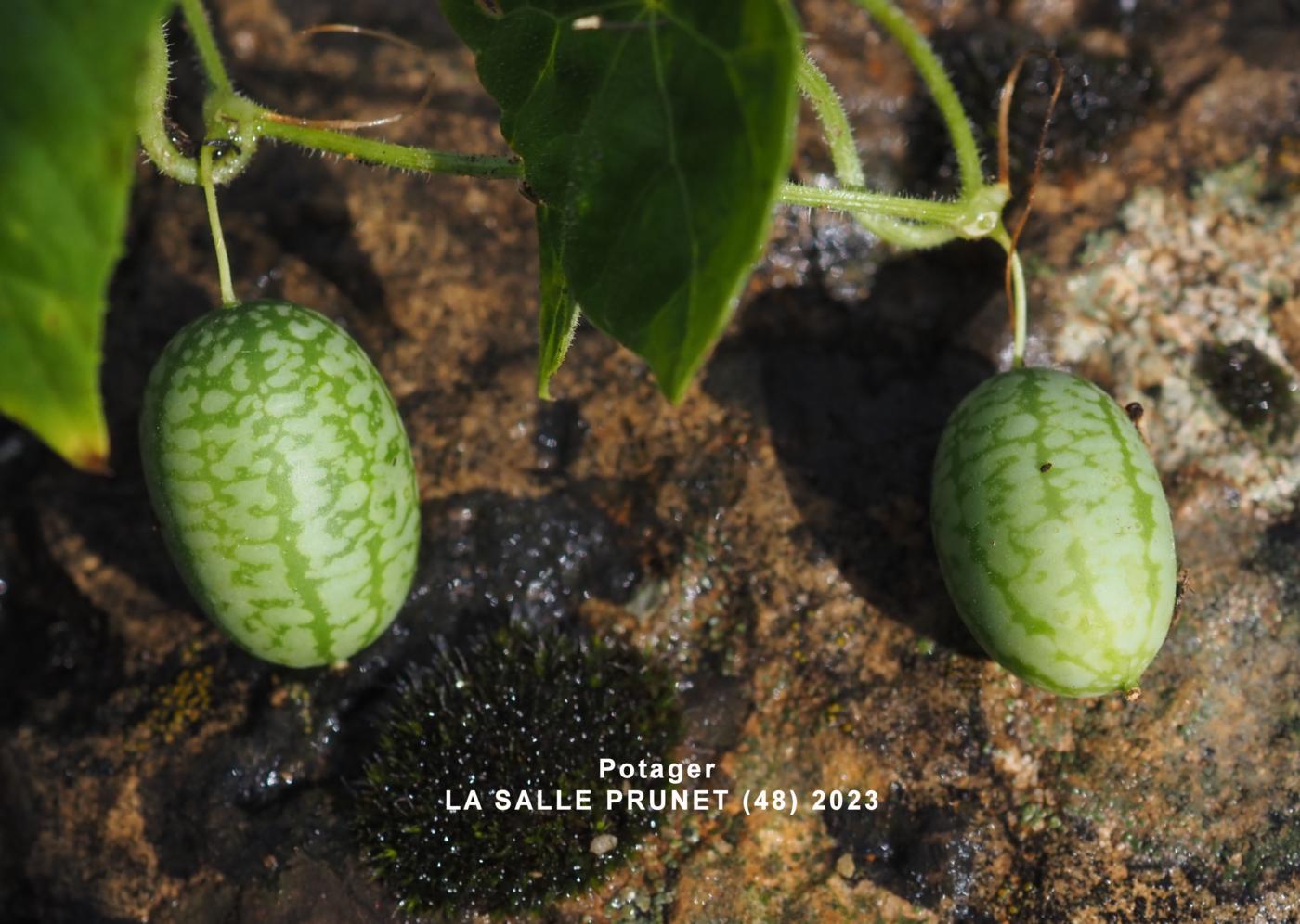 Cucamelon fruit